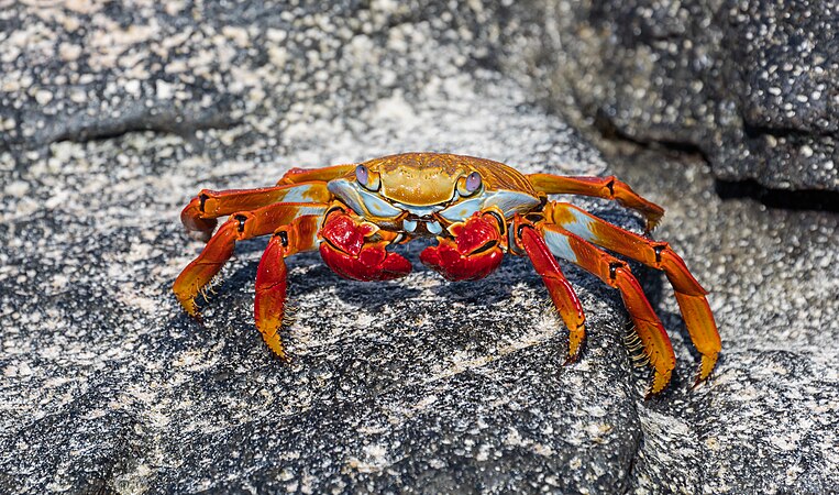 图为红石蟹（学名：Grapsus grapsus），摄于厄瓜多尔加拉帕戈斯群岛的圣克里斯托巴尔岛。