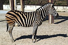 Zebra