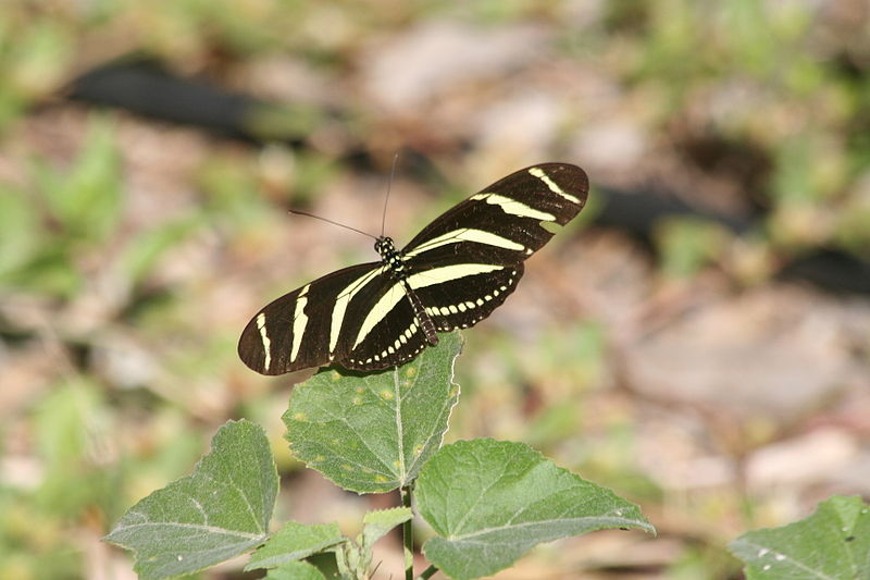 File:Zebra Heliconian (Heliconius charithonia) (1).jpg