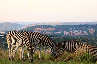 Zebras with Union Buildings.jpg