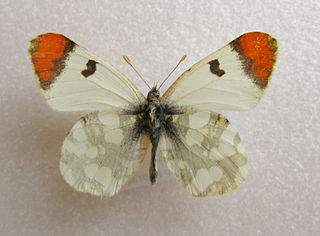 <i>Zegris</i> (butterfly) Butterfly genus in family Pieridae