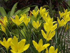 Zephyranthes citrina.jpg