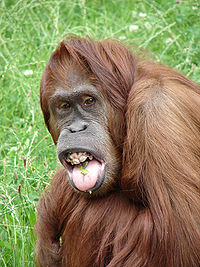 Orangutan articles - Encyclopedia of Life