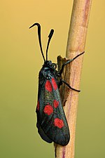 Zygaena lonicerae – seitlich