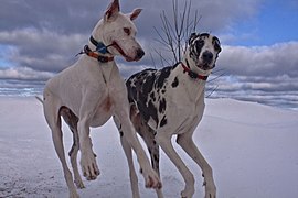 13.1.2024 Deutsche Doggen