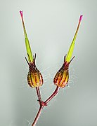 (MHNT) Geranium robertianum - fruit.jpg