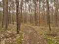 Las objęty programem Natura 2000 w Łęgu-Witoszynie