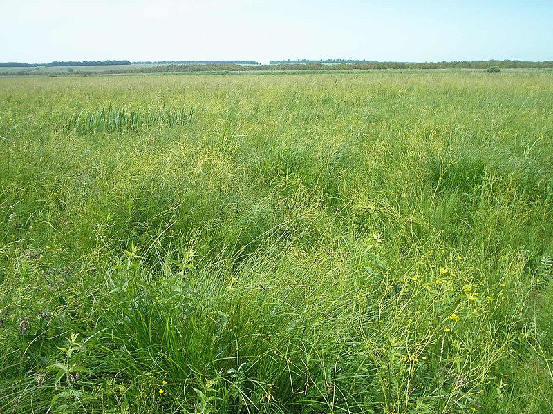 File:Вологі луки у заказнику Шуляцьке болото.JPG