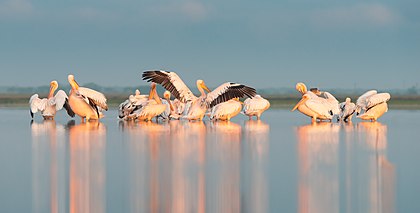 Grande-pelicano-branco ou pelicano-rosado ​​(Pelecanus onocrotalus), no Parque Natural Nacional das Lagoas Tuzly, região de Odessa, Ucrânia. Sua faixa de reprodução se estende à Etiópia, Tanzânia, Chade, norte dos Camarões e Nigéria na África. É uma ave altamente sociável e muitas vezes forma grandes bandos. Está bem adaptada à vida aquática. Como seu nome indica, é uma ave enorme — apenas o pelicano-dálmata é, em média, maior entre os pelicanos. Mede de 140 a 180 cm de comprimento com um enorme bico rosa e amarelo de 28,9 a 47,1 cm. A envergadura mede 226 a 360 cm, sendo a última medida a mais alta entre os animais voadores existentes fora do grande-albatroz. (definição 5 000 × 2 541)