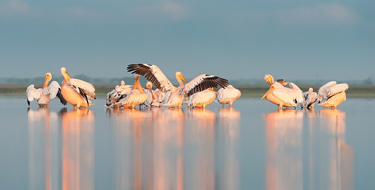 Розовые пеликаны (Pelecanus onocrotalus) в НП Тузловские лиманы, Одесская область