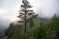 Южные отроги горы Ачешбок, драматичные погодные условия, горы Западного Кавказа.jpg