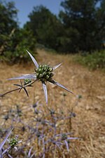 Miniatura per Natura (cumplessu naturali)