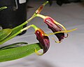 Masdevallia aenigma