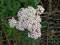 白花蓍草 Achillea millefolium -蘇格蘭 Inveraray, Scotland- (9240154016).jpg