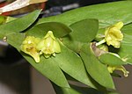 Thumbnail for Dendrobium sect. Aporum