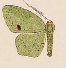 04-Hipokroz hipoleuca = Heterolocha hypoleuca Hampson, 1907.JPG
