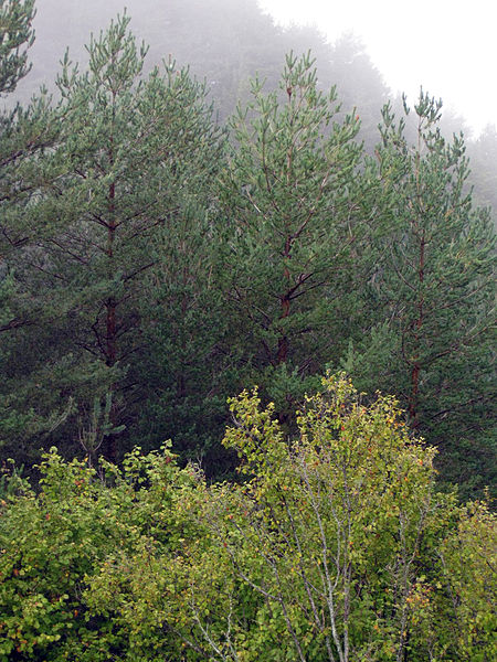 File:051 Bosc a la serra Pigota, des del castell de Lillet.jpg