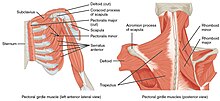 1118 Muscles that Position the Pectoral Girdle.jpg