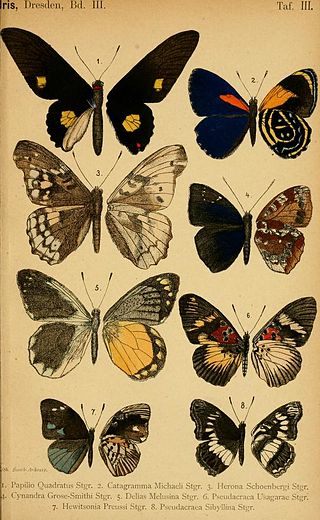 <i>Hewitsonia</i> Butterfly genus in family Lycaenidae