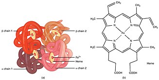 Normal hemoglobin structure 1904 Hemoglobin.jpg