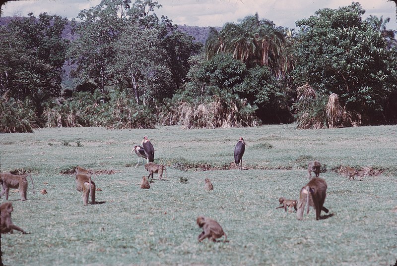 File:1973-12-27 Manyara park - Baboons met Maraboe.jpg