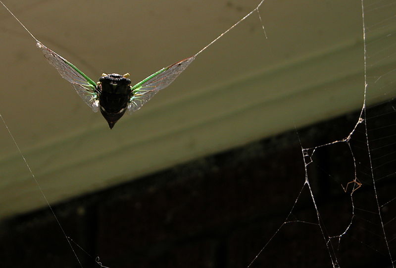 File:2003-09-20 Cicada caught in a spider's web.jpg