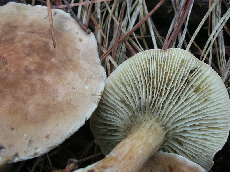 File:2009-09-23 Phylloporus boletinoides A. H. Smith and Thiers 58095.jpg