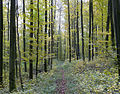 Limeswanderweg zwischen den Wachtürmen Wp 10/59 und Wp 10/60 des Odenwaldlimes