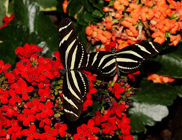 Heliconius charithonia