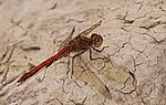 Sympetrum striolatum – Männchen