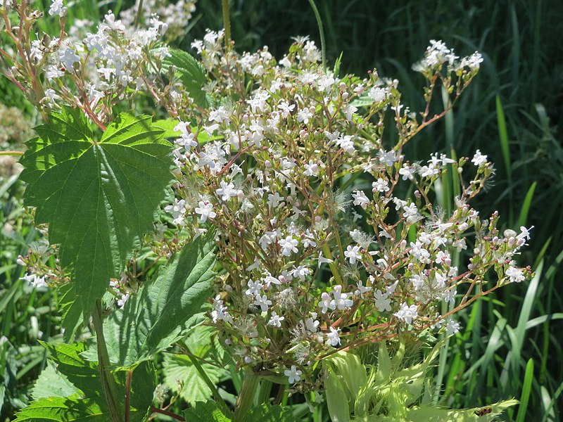 File:20170806Valeriana officinalis3.jpg