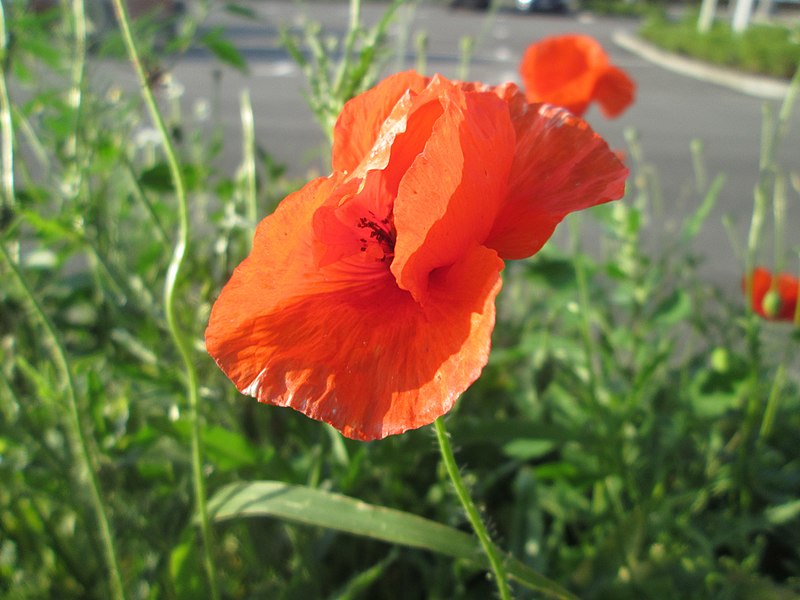 File:20190715Papaver rhoeas2.jpg