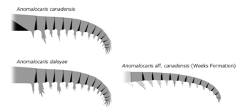 Frontal appendages of Anomalocaris, with examples from multiple species. 20191221 Radiodonta frontal appendage Anomalocaris.png
