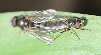 Paarung bei der Bärlauch-Erzschwebfliege (Cheilosia fasciata)