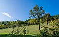 Deutsch: Natur im Landschaftsschutzgebiet Jagsttal mit Nebentälern und angrenzenden Gebieten zwischen Kreisgrenze Schwäbisch Hall und Gemeindegrenze Krautheim/Schöntal nahe Dörzbach.