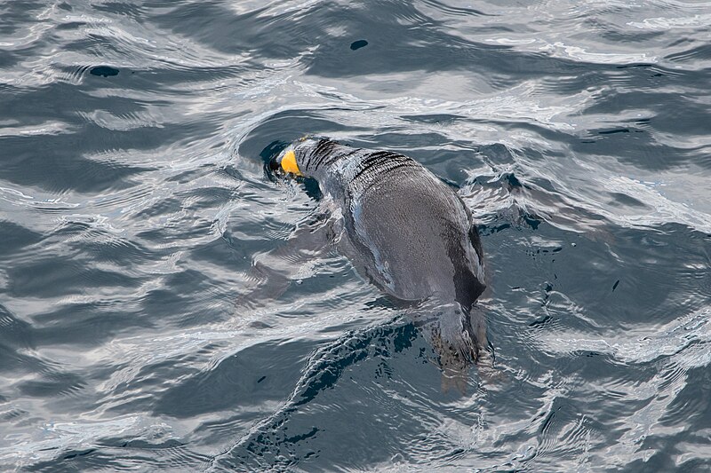 File:2020-11 Crozet Islands - King Penguin 08.jpg