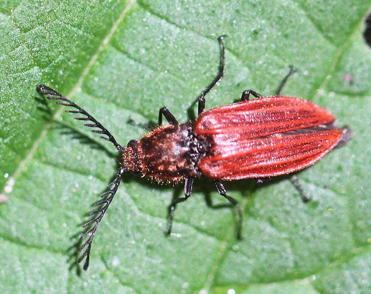 File:2020 05 17 Anostirus purpureus m.jpg