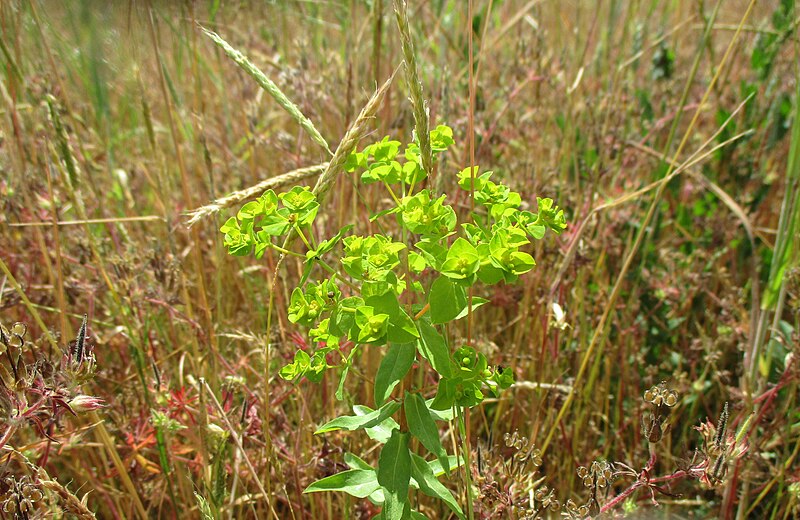 File:20230615Euphorbia platyphyllos1.jpg