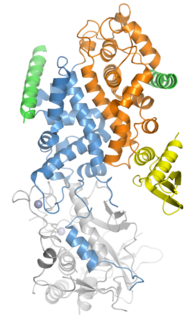 Drosha Ribonuclease III enzyme