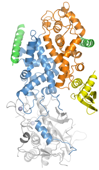 A crystal structure of the human Drosha protein in complex with the C-terminal helices of two DGCR8 molecules (green). Drosha consists of two ribonuclease III domains (blue and orange); a double-stranded RNA binding domain (yellow); and a connector/platform domain (gray) containing two bound zinc ion (spheres). From PDB: 5B16 . 5b16 drosha dgcr8.png