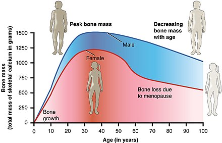 Age and Bone Mass
