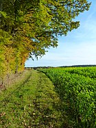 Edge of the woods (Upper Swabia)