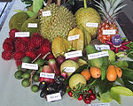 ARS tropical fruit.jpg