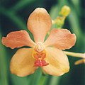 A and B Larsen orchids - Ascocenda Bangkok 676-3z.jpg