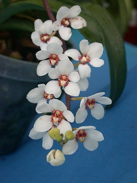 Sarcochilus hartmannii