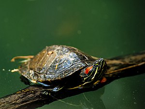 A beautiful turtle sitting on a branch.jpg
