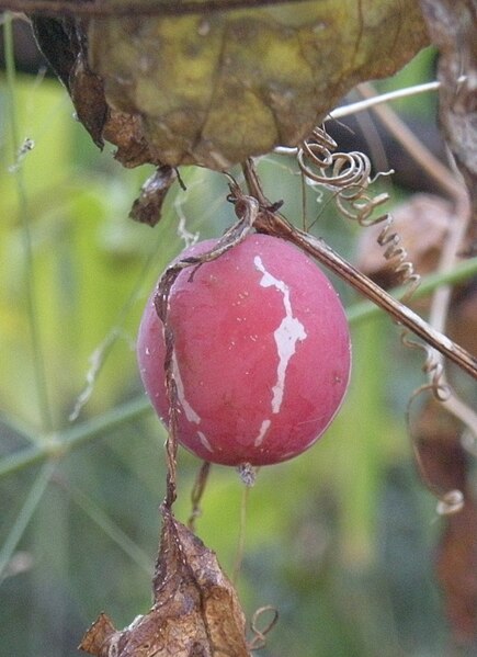 File:A close up of Diplocyclos palmatus fruit.jpg