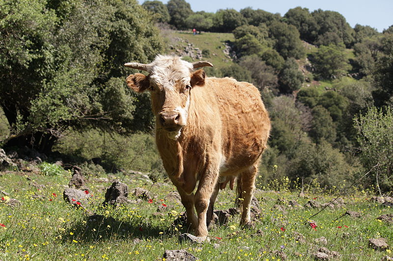 File:A cow at Odem Forest Reserve 2.JPG