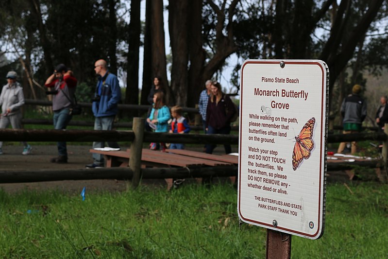 File:A friendly reminder for visitors to watch their step and to not touch the Western monarch butterflies while walking around the grove. (31934203263).jpg