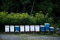 A row of beehives on a ranch neer the forest (48770064986).jpg